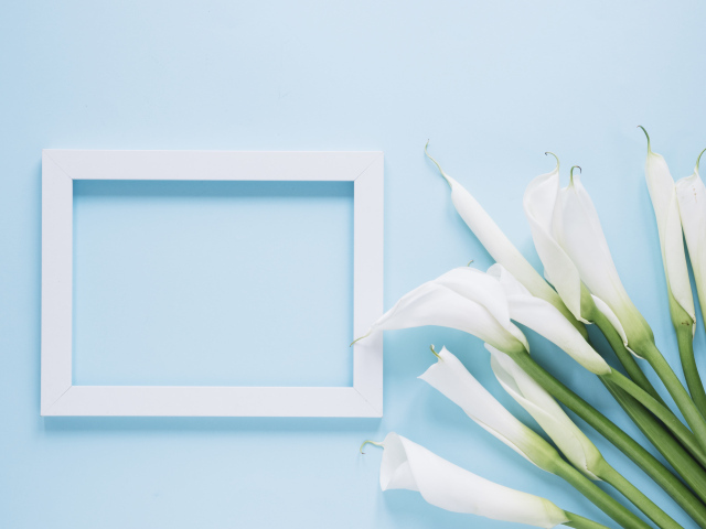 Белые каллы с рамкой для фото на голубом фоне