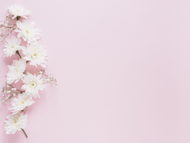 Белые хризантемы с гипсофилой на розовом фоне