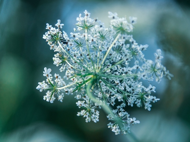 Белое цветущее полевое растение