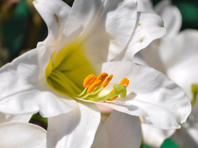 Белые лилии с желтой серединой