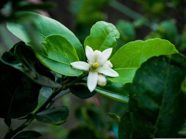 Белый цветок лайма на ветке в зеленых листьях
