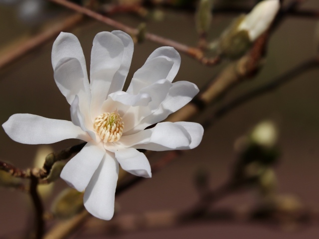 Белый цветок магнолии на ветке крупным планом