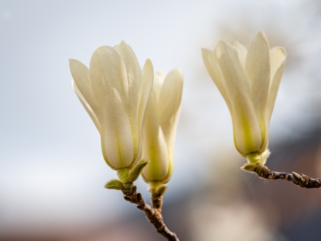 Белые цветы магнолии на ветках крупным планом