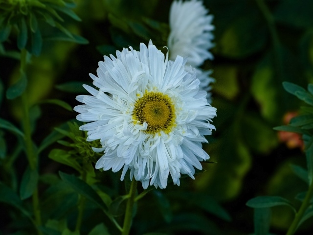 Белый летний цветок астра на клумбе