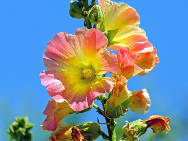 Полевые цветы мальвы на голубом фоне