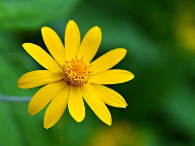 Желтый цветок с маленькими лепестками крупным планом