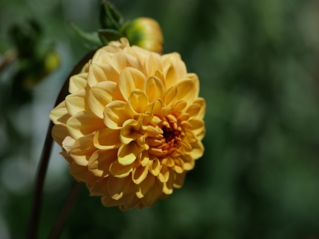 Желтый крупный цветок георгин вблизи