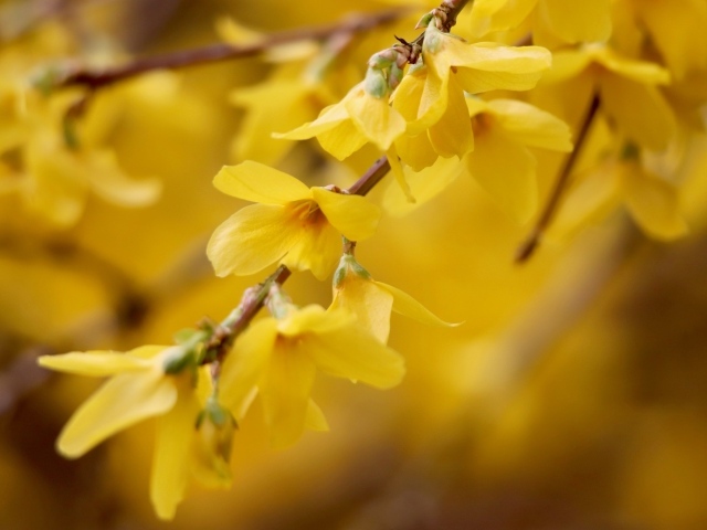Желтые цветы сирени на ветке дерева