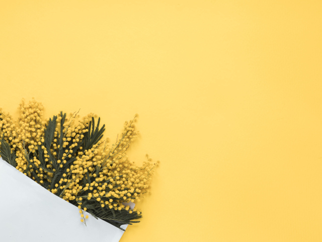 Желтые цветы мимозы в конверте на желтом фоне