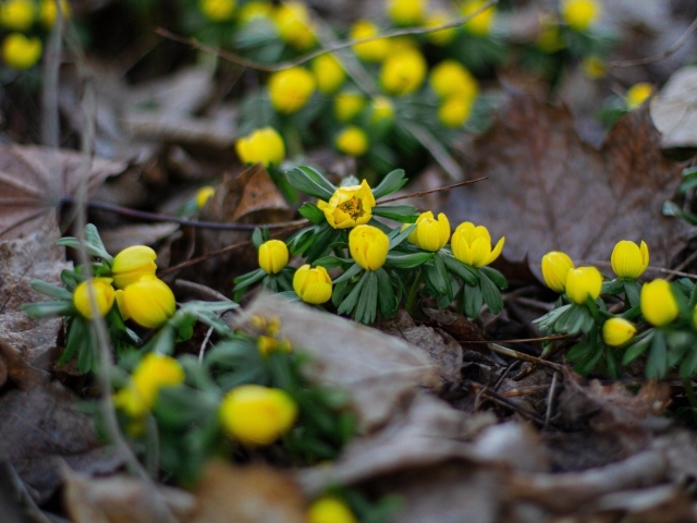 Желтые весенние лесные цветы в сухой траве