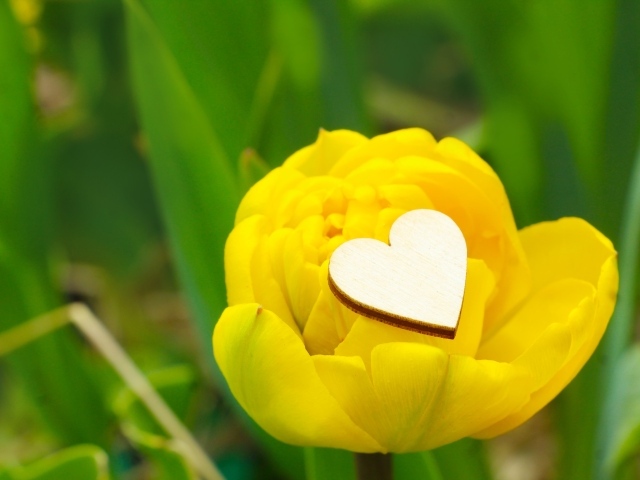 Желтый тюльпан с маленьким белым сердцем