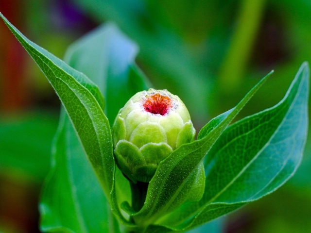 Бутон цветка циннии с зелеными листьями