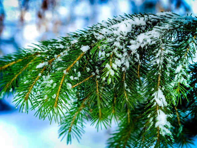 Зеленая ветка ели в снегу