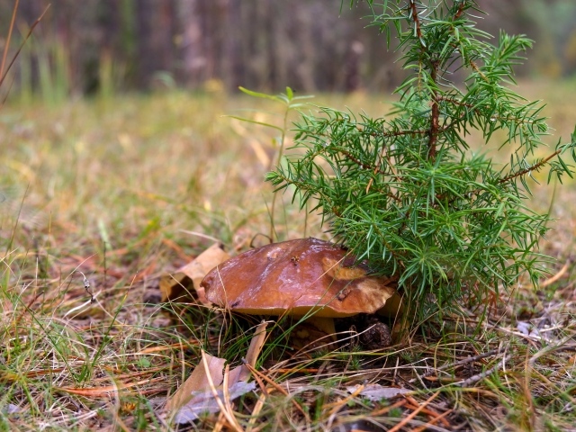 Большой гриб под молодым деревом в лесу