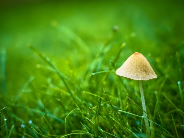 Гриб поганка в зеленой траве