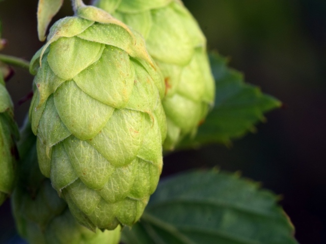 Зеленые ароматные шишки хмеля крупным планом