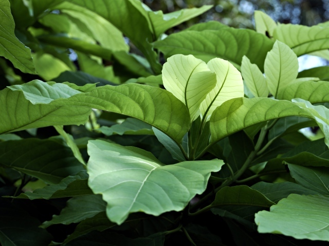 Растение с большими зелеными листьями 