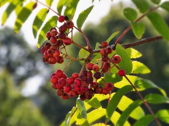 Красные ягоды рябины на ветке крупным планом