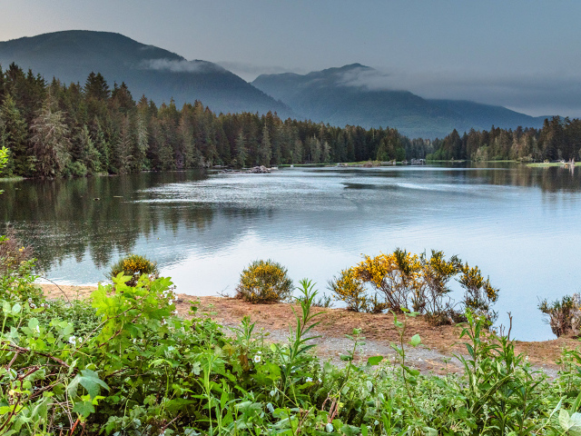 Густой лес на берегу горного озера