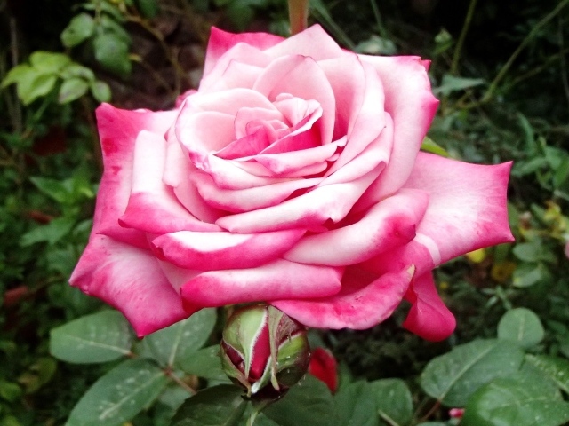 Крупная розовая роза на клумбе вблизи