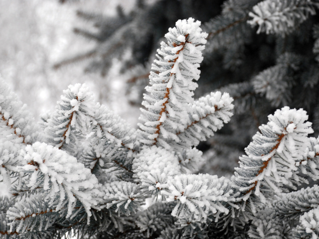 Пушистые ветки ели в белом инее