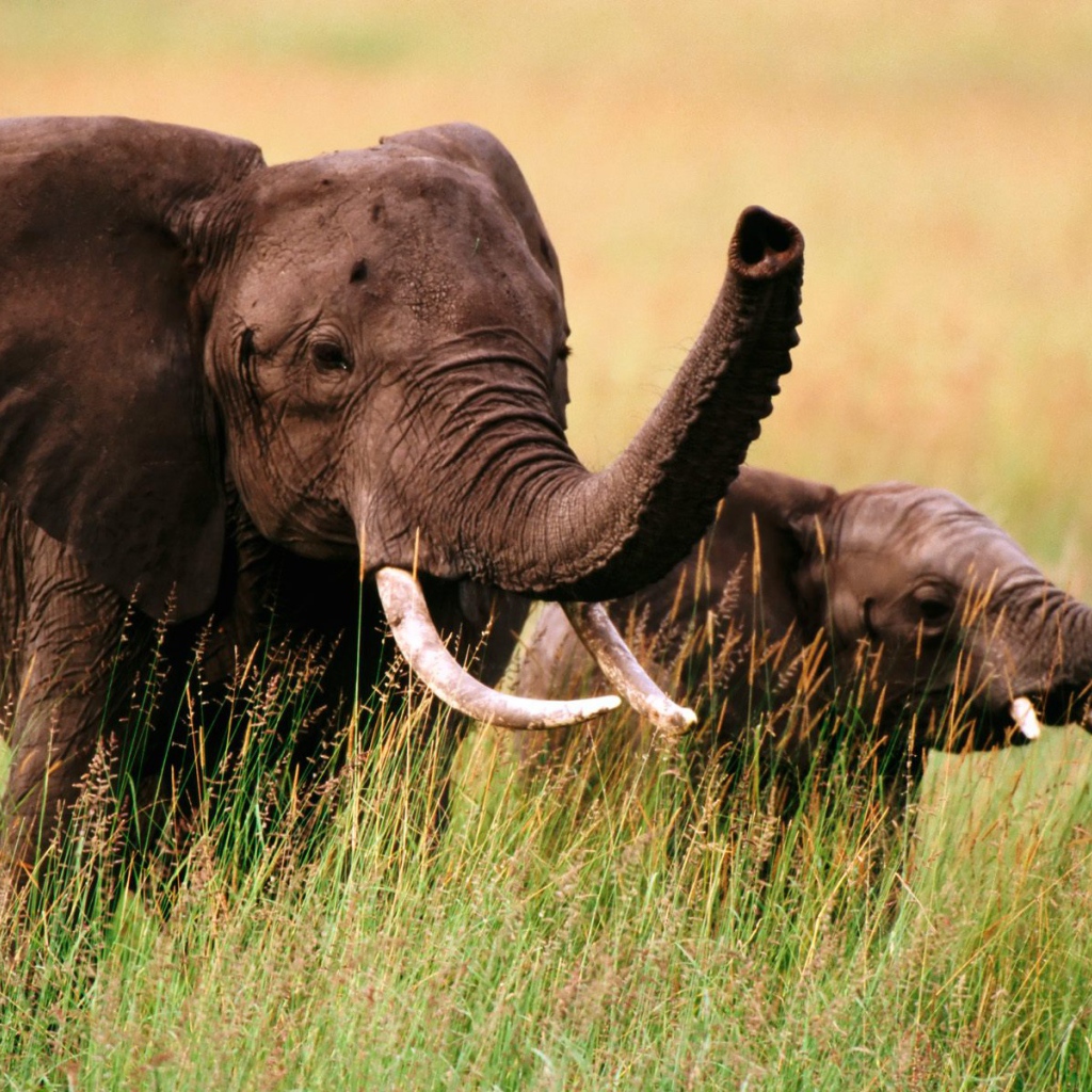 Слон и слоненок