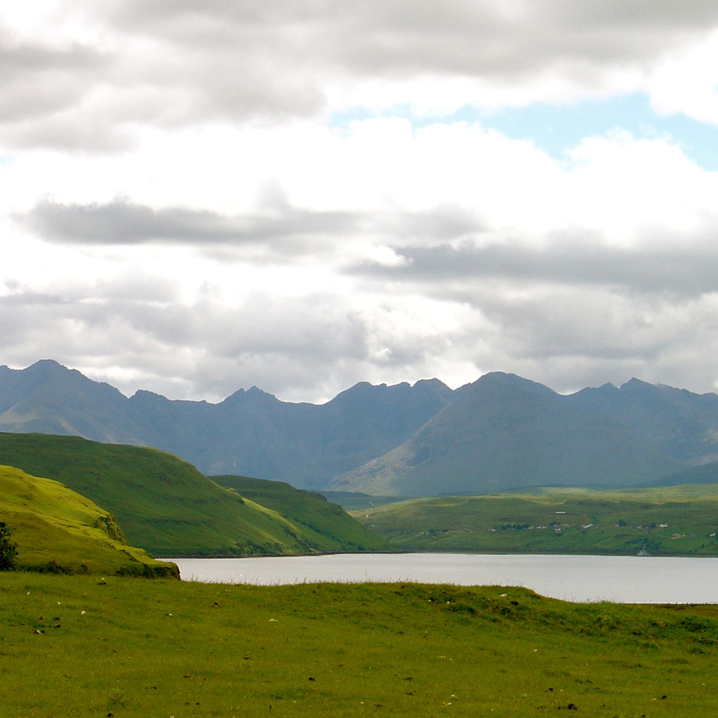 Зеленые поля