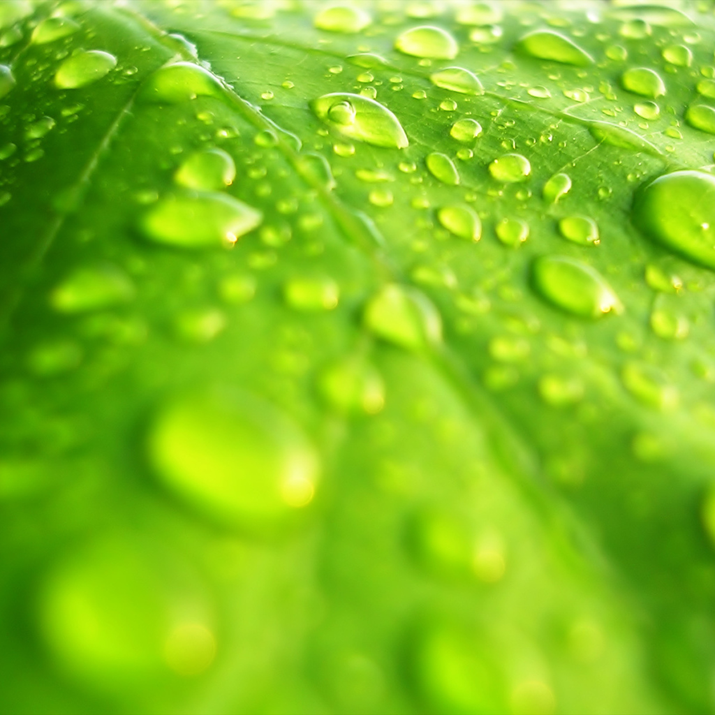 Windows Vista - обои на рабочий стол