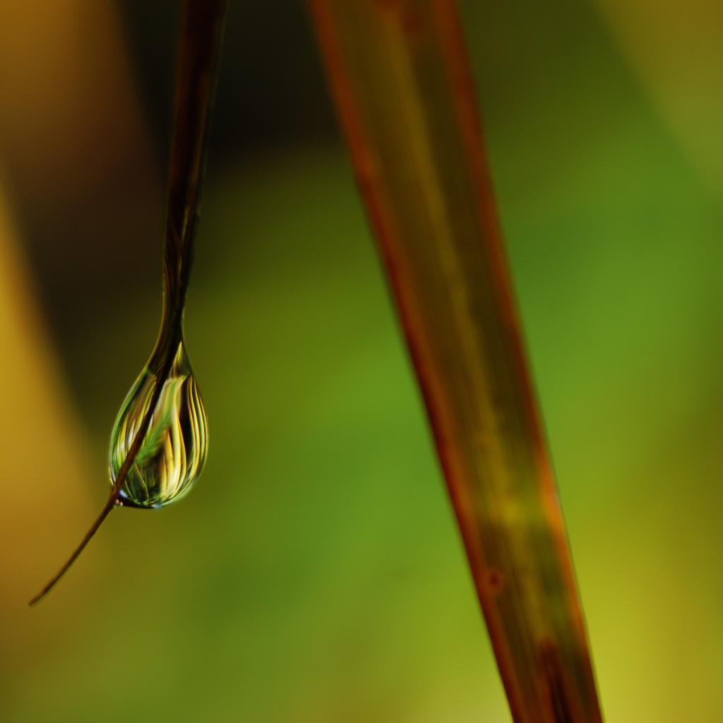 Windows Vista - обои на рабочий стол