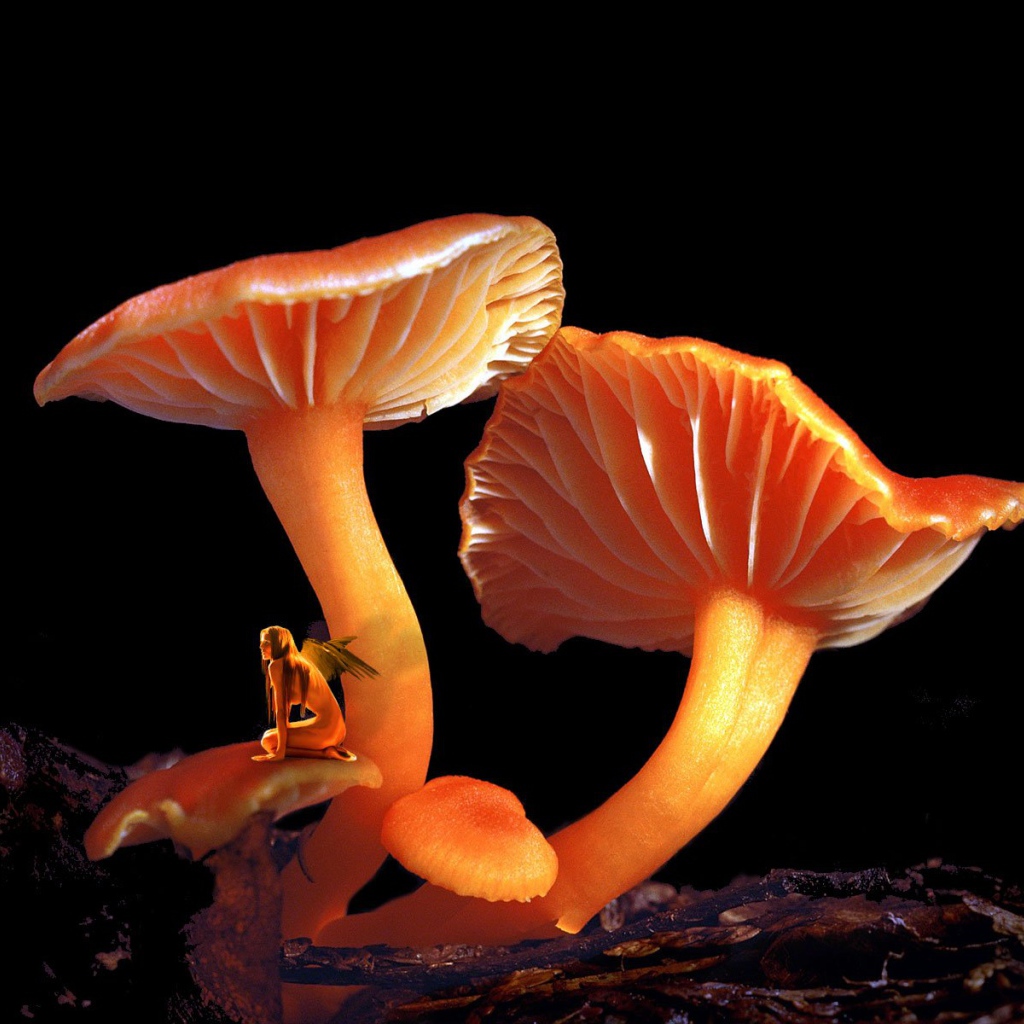 Грибной Эльф