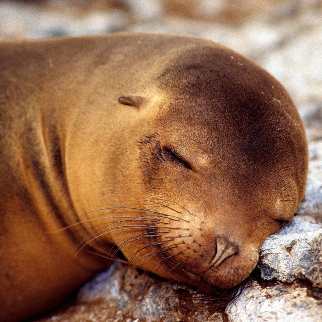 Морской котик