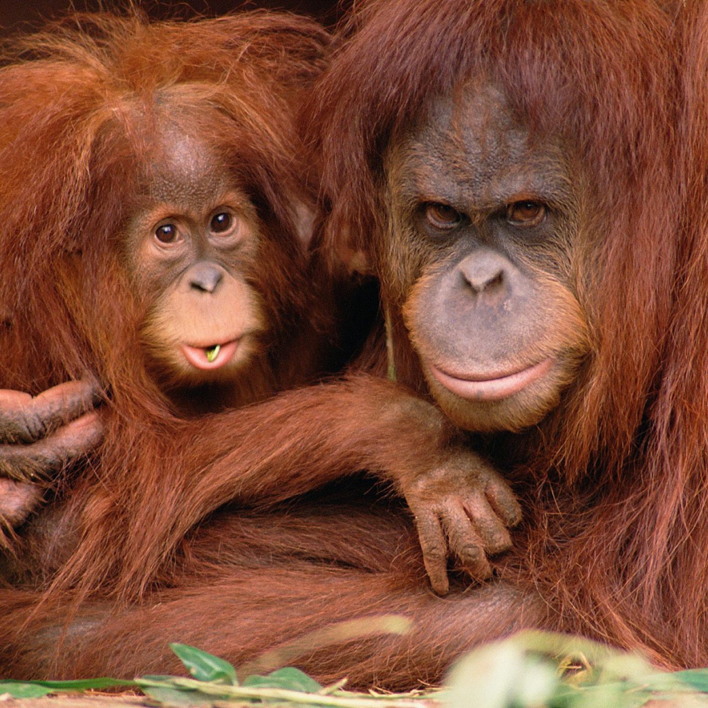 Отец и сын обезьяны