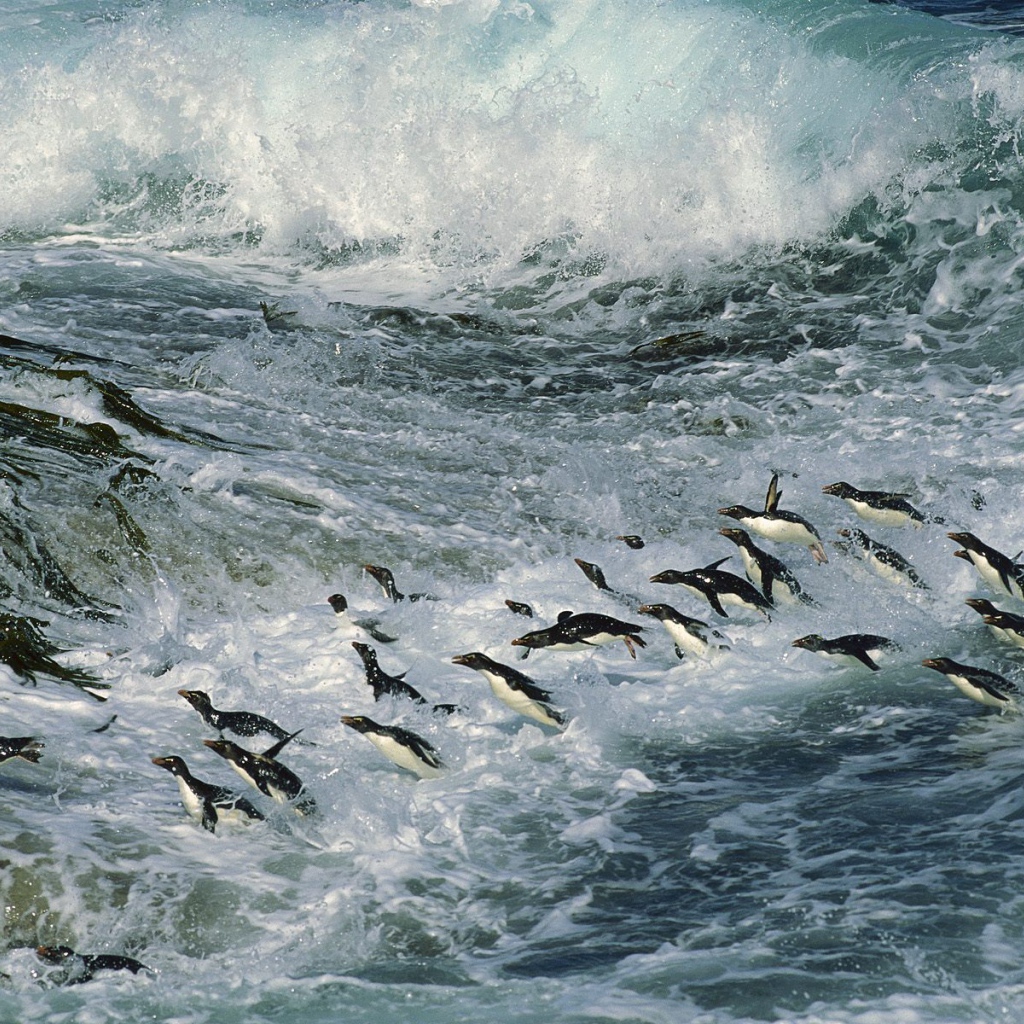 Множество пингвинов