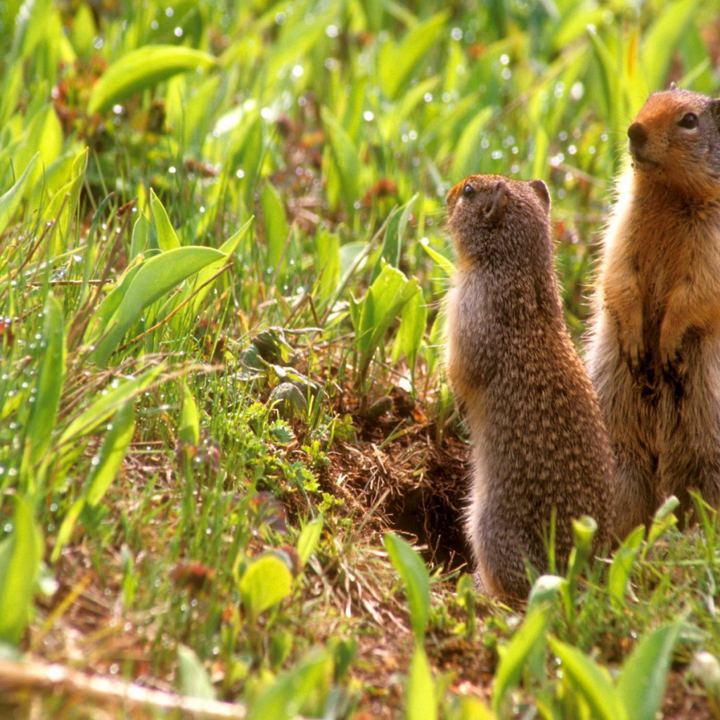 Зверьки на задних лапах