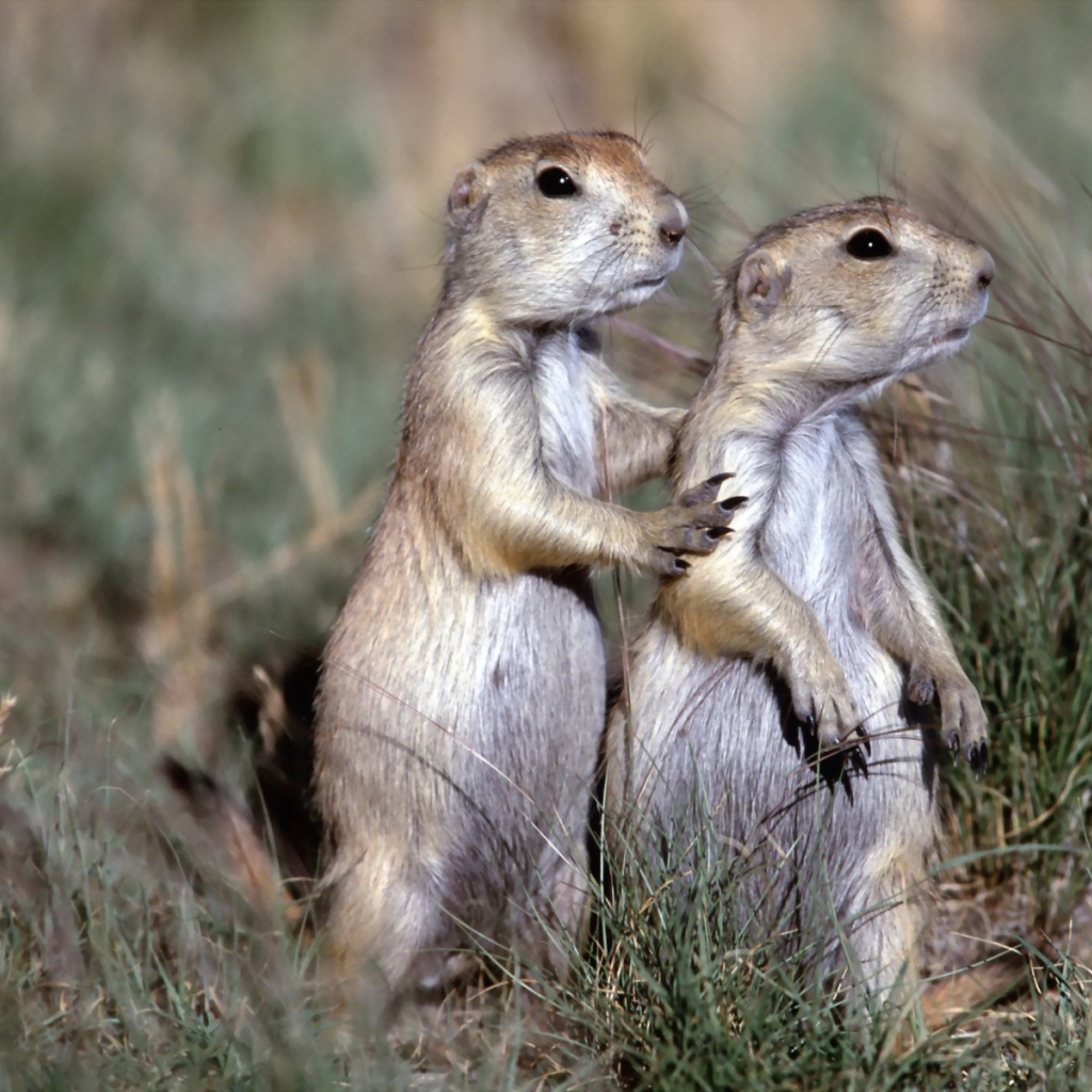 Два бурундука