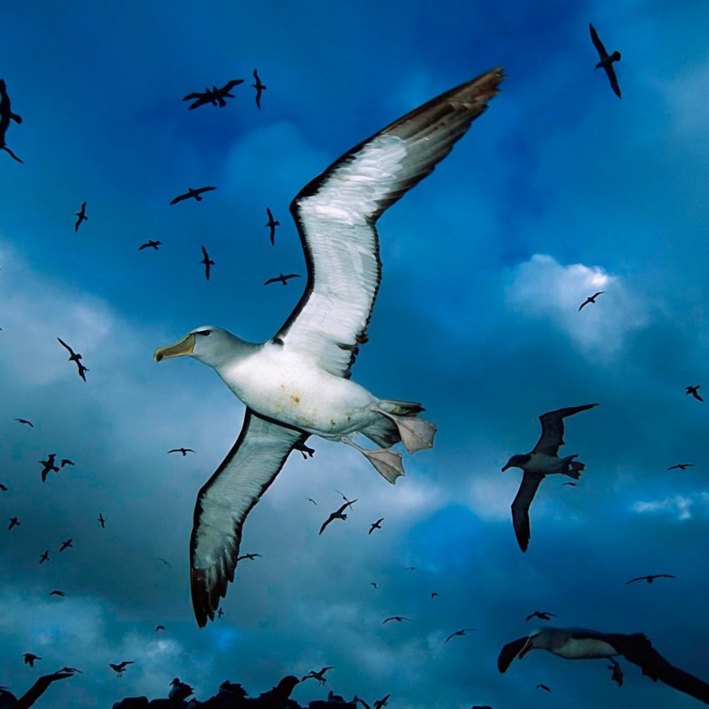 Стая морских чаек