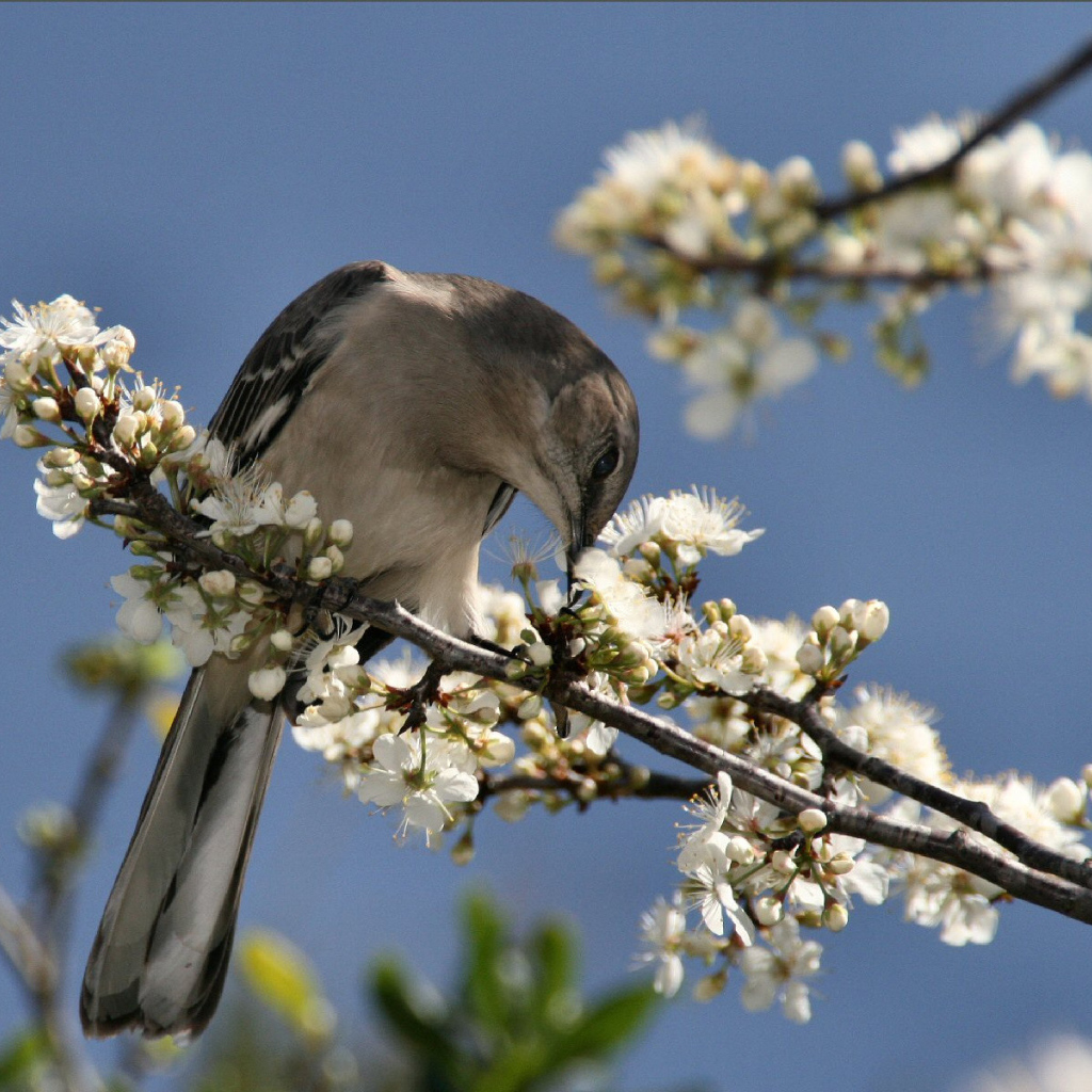 Птичка на ветке