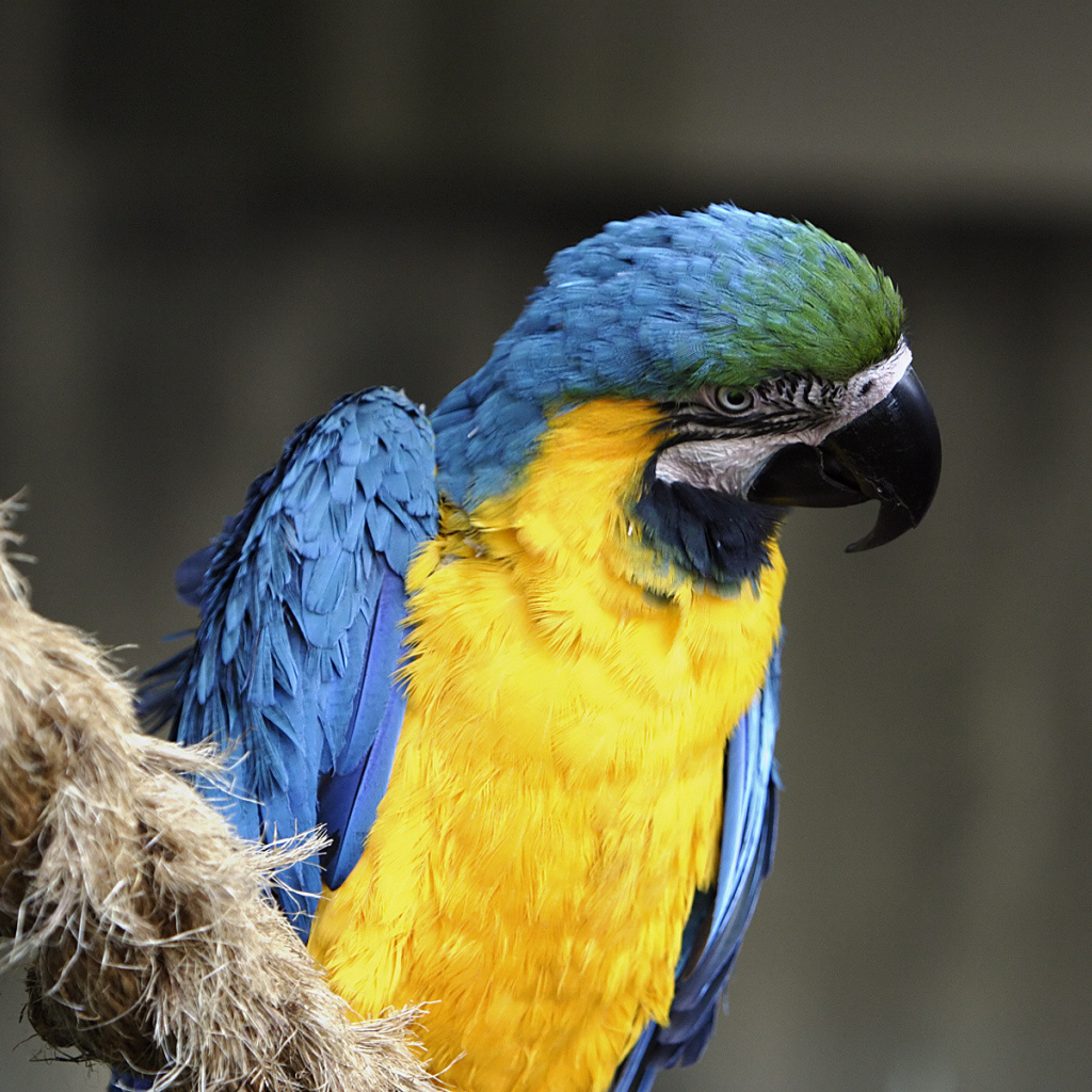 Норвежский голубой попугай