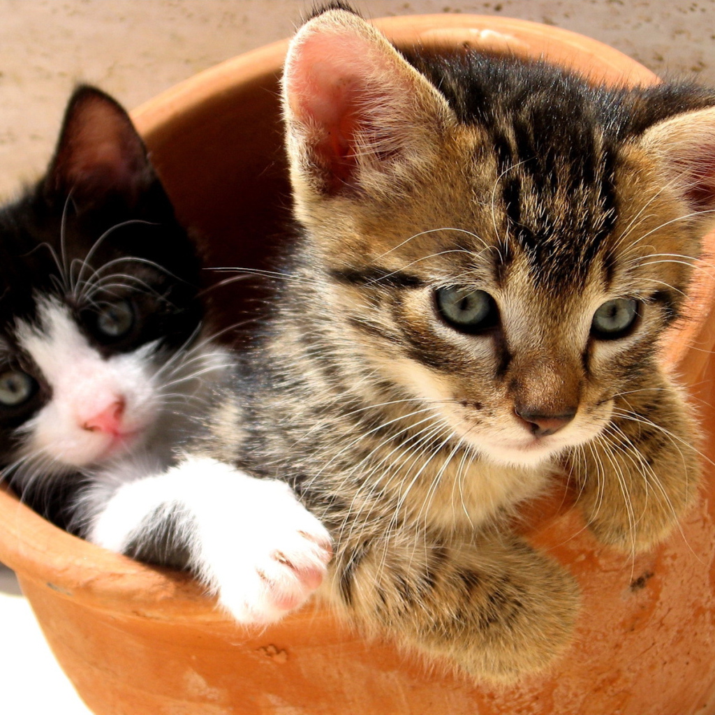 Симпатичные котята