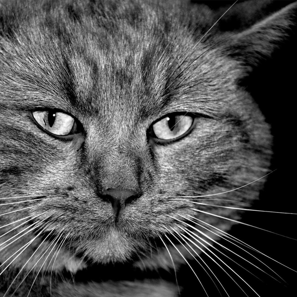 Таинственый кот