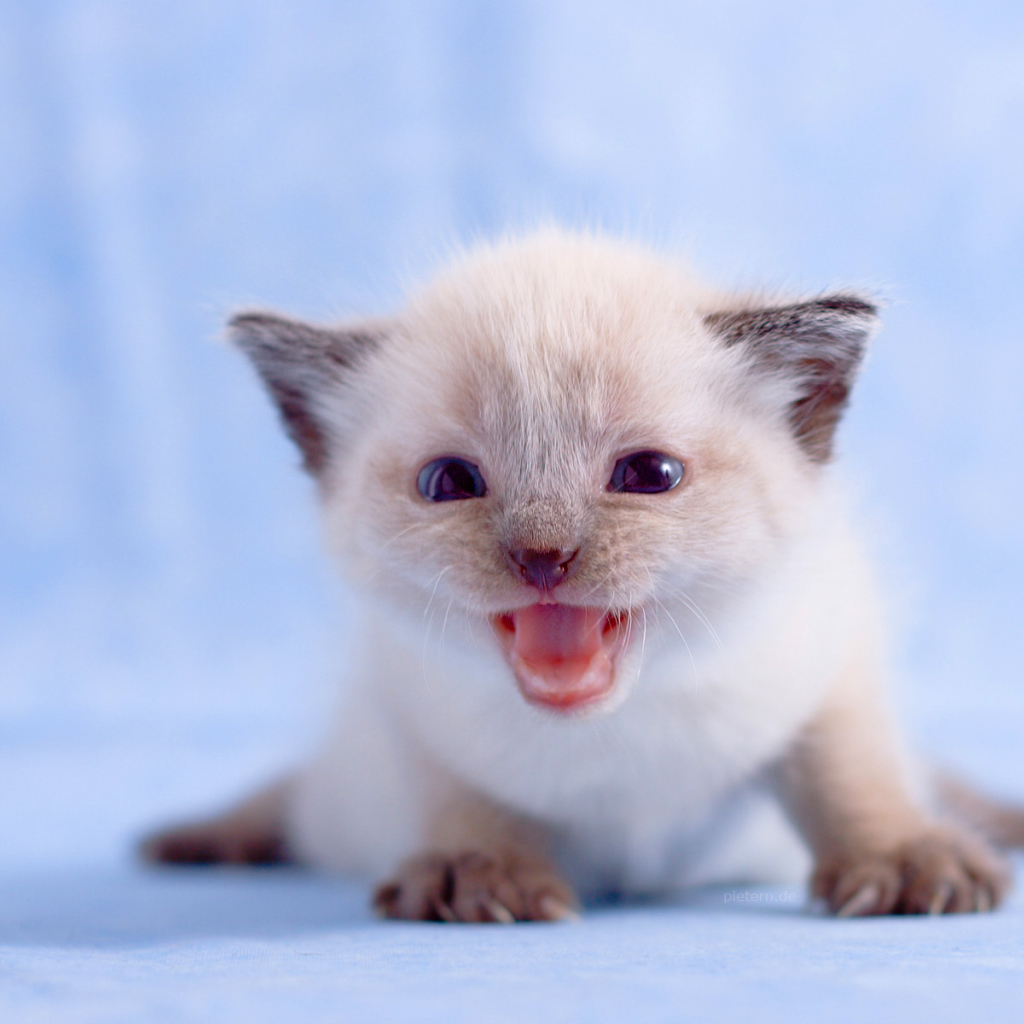 Маленький белый котенок