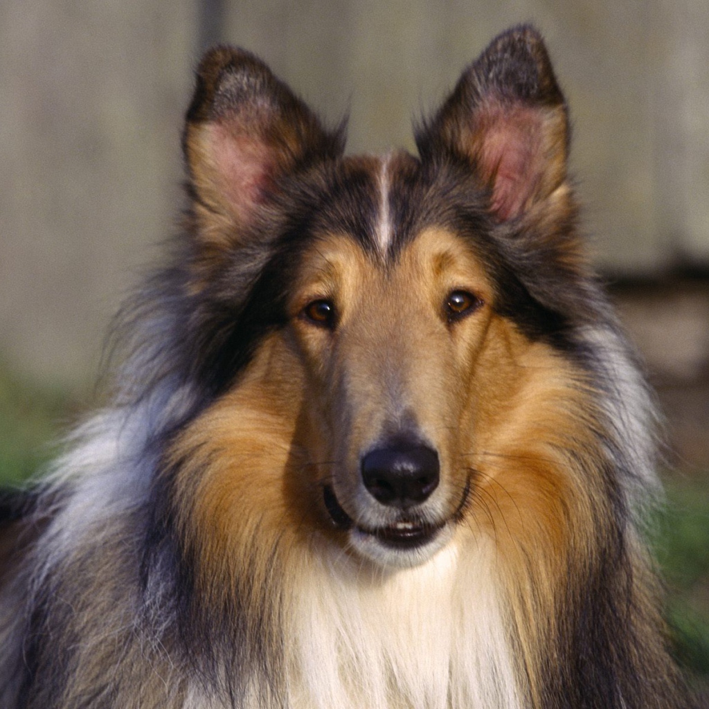 Собака Колли