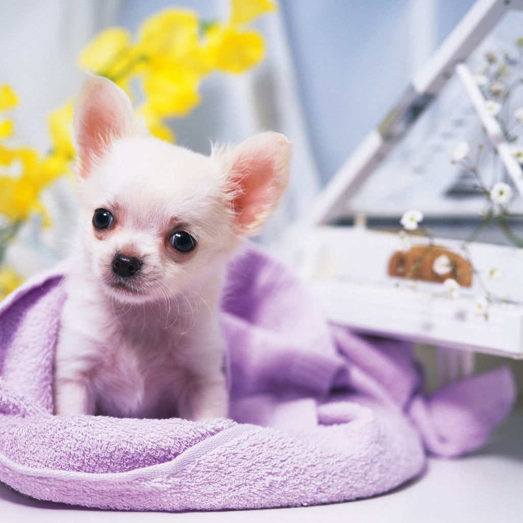 Собачка ростом с игрушку