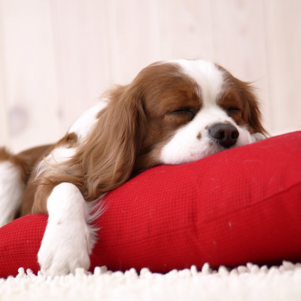 Сладкий сон собаки