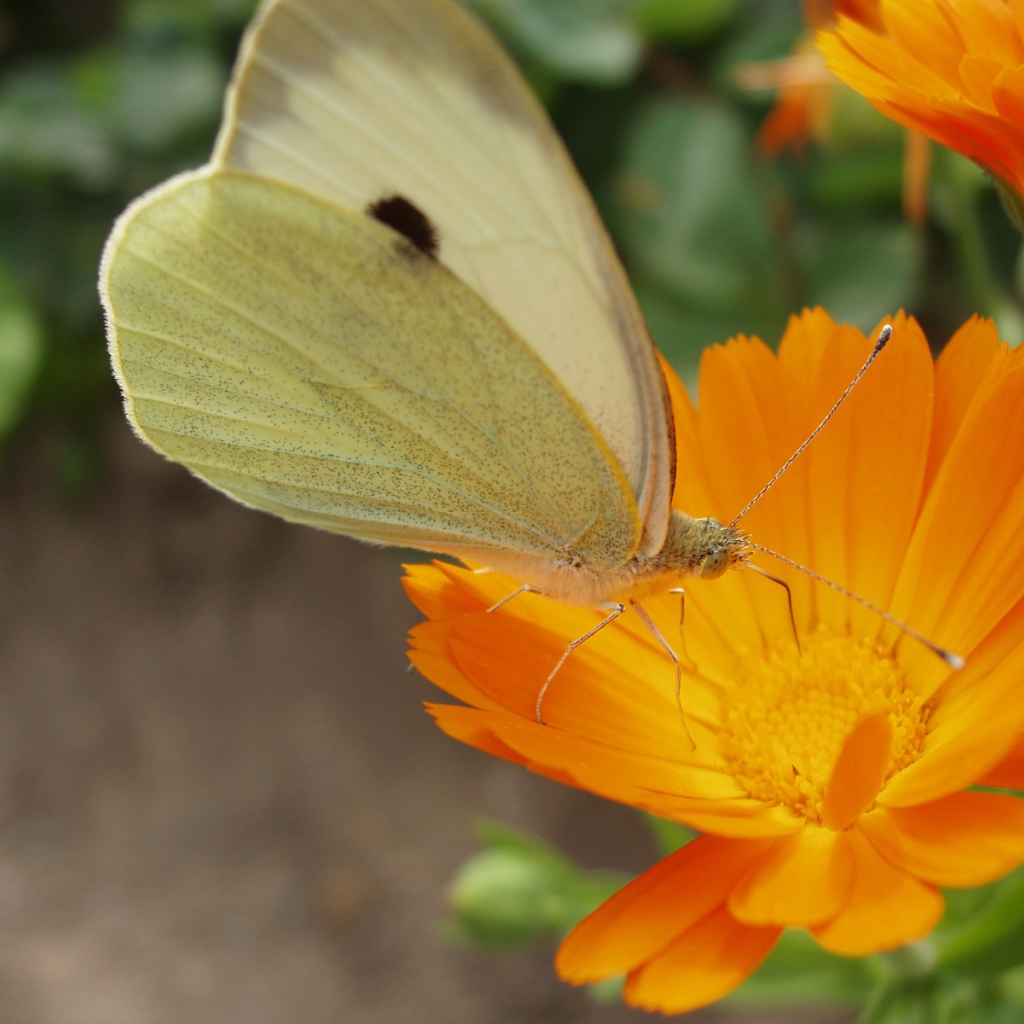 Мир бабочки