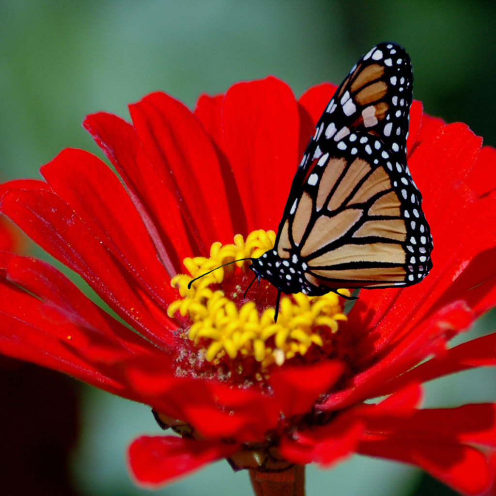 Бабочка на красном цветке