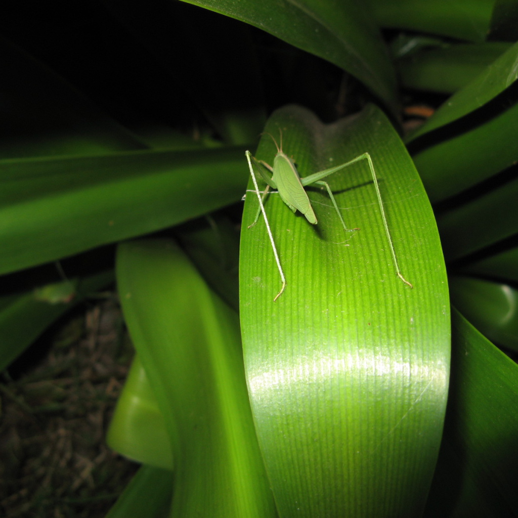 Зеленый кузнечик