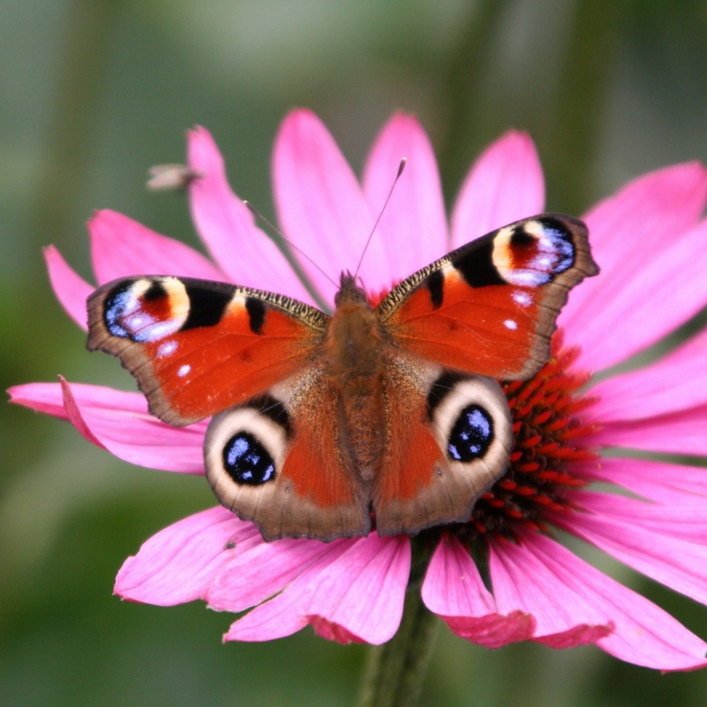 Бабочка Peacock