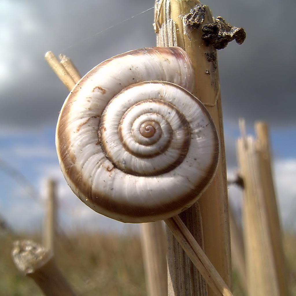 Улитка на колоске