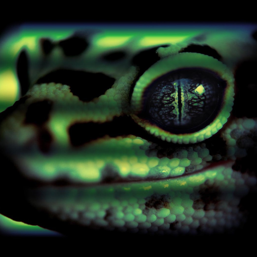 Змеиная голова